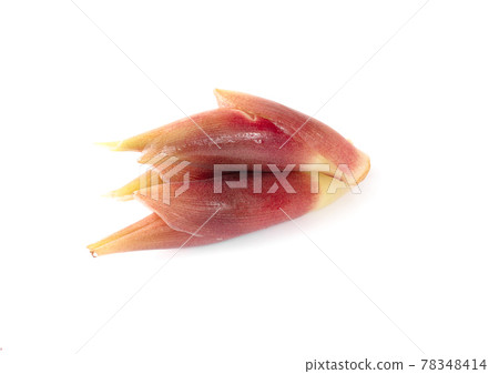 Myoga an isolated on white background Myoga an isolated on white background 78348414