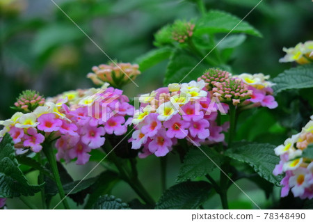 Flowers whose flower color changes 78348490