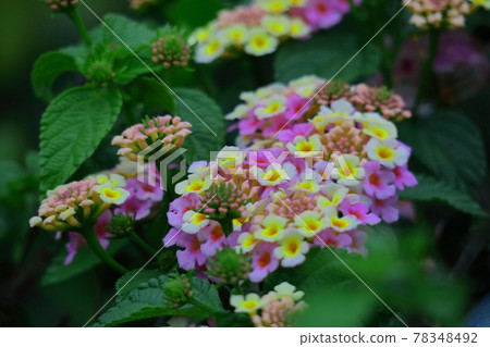 Flowers whose flower color changes 78348492