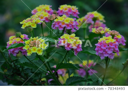Flowers whose flower color changes 78348493