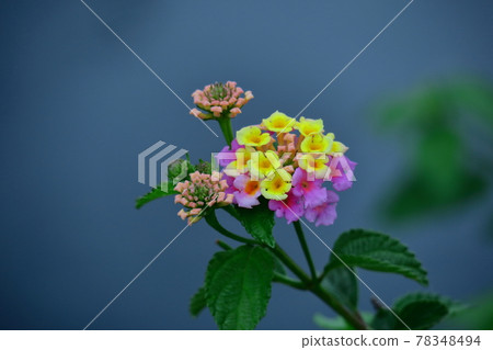 Flowers whose flower color changes 78348494