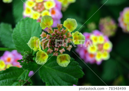 Flowers whose flower color changes Flowers whose flower color changes 78348499
