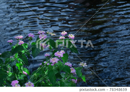 Flowers whose flower color changes Flowers whose flower color changes 78348639