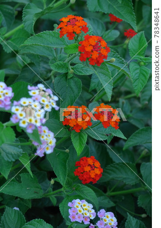 Flowers whose flower color changes Flowers whose flower color changes 78348641