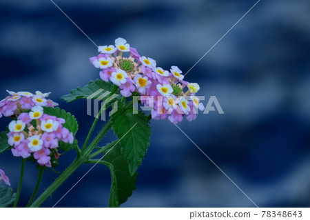 Flowers whose flower color changes Flowers whose flower color changes 78348643