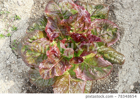 Japanese sunny lettuce watered outdoors in the sun Japanese sunny lettuce watered outdoors in the sun 78348654