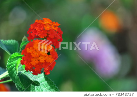 花色變化的花 花色變化的花 78348737