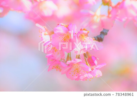 Kawazu cherry tree Kawazu cherry tree 78348961
