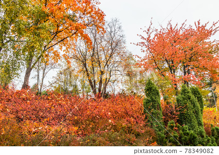 The bright colors in autumn park. Autumn landscape. The bright colors in autumn park. Autumn landscape. 78349082