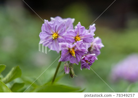 Potato flowers Potato flowers 78349257