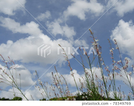 White gaura flowers in the blue sky and white clouds White gaura flowers in the blue sky and white clouds 78349769