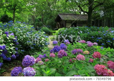 府中地方森林公園繡球花和水車 78349796
