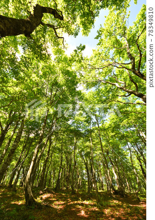 新鮮的綠色平池平山毛櫸生態 新鮮的綠色平池平山毛櫸生態 78349810