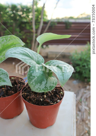 Satin Pothos, Silver hilodendron or Scindapsus pictus Hassk or Argyreus 78350004
