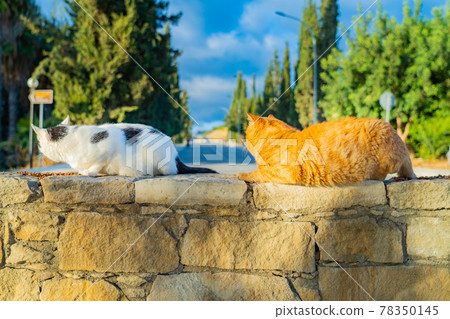 Cat in Cyprus Cat Sanctuary 78350145