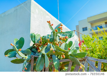 Prickly pear cactus fruit in the eastern Mediterranean. Prickly pair 78350146
