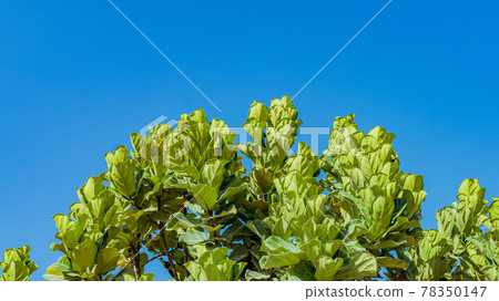 Fiddle-leaf fig (Ficus altissima) Bambino with blue sky and leaves 78350147