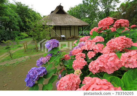 府中地方林繡球花 府中地方林繡球花 78350205