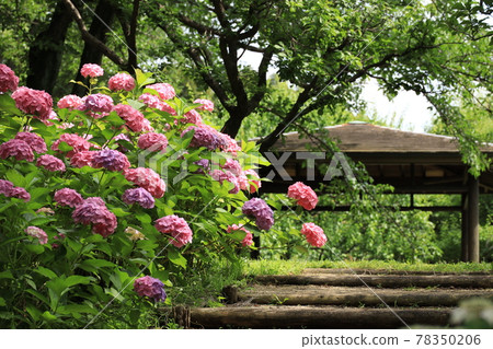 Fuchu Local Forest Hydrangea Fuchu Local Forest Hydrangea 78350206
