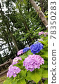 Hydrangea and tree 78350283