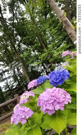 Hydrangea and tree 78350283