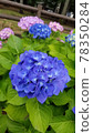 hydrangea   78350284
