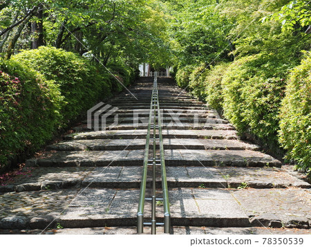 京都東山新鮮綠色的靖國神社 78350539