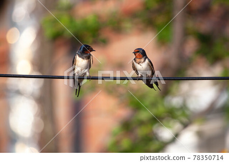couple of barn swallow on a wire couple of barn swallow on a wire 78350714