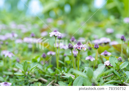 百合花 百合花 78350732