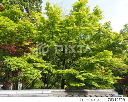 京都新村綠的Eikan-do 京都新村綠的Eikan-do 78350739