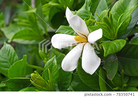 Gardenia flower Gardenia flower 78350741
