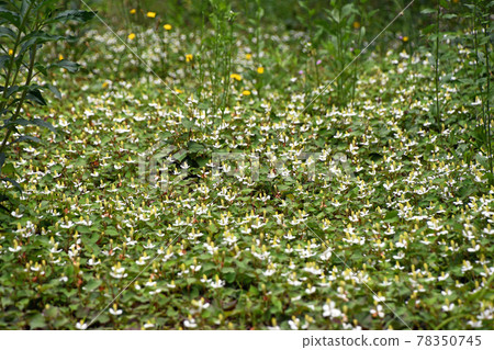 Houttuynia cordata that grows in clusters 78350745