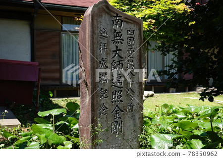 Sentein Sentein 78350962
