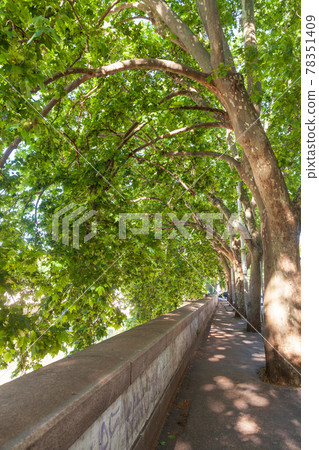 Plane trees alley on Tiber Embankment in Rome Italy 78351409