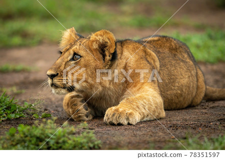 Lion cub lies resting head on paw Lion cub lies resting head on paw 78351597