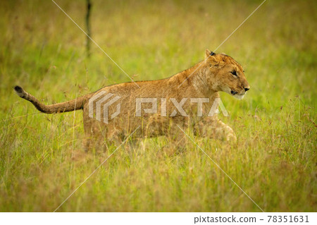 Lion cub jumps through grass lifting paws 78351631