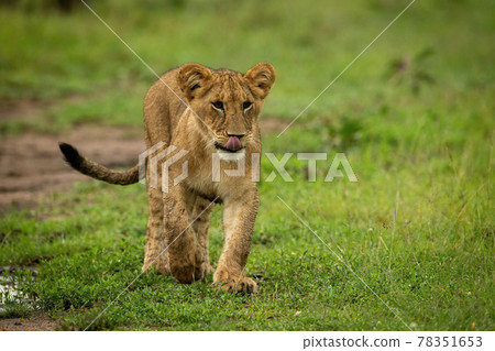 Lion cub crosses short grass licking lips Lion cub crosses short grass licking lips 78351653