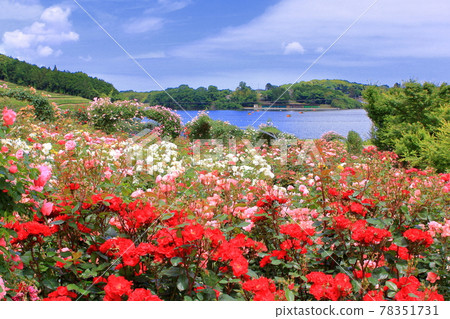 陽光明媚的玫瑰園 78351731