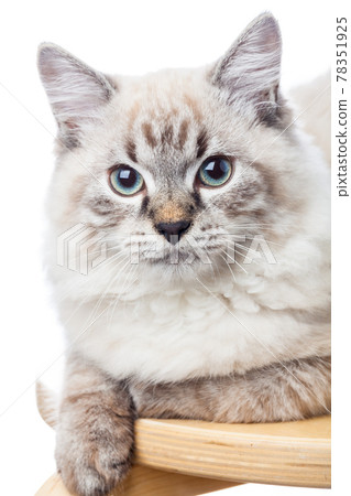 Neva Masquerade Colorpoint kitten portrait Neva Masquerade Colorpoint kitten portrait 78351925