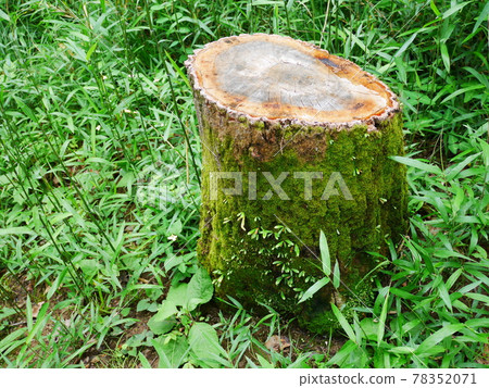 Stump of the forest Stump of the forest 78352071
