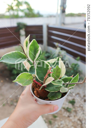 Hoya carnosa compacta,Hoya Compacta or hoya tricolor Hoya carnosa compacta,Hoya Compacta or hoya tricolor 78352092