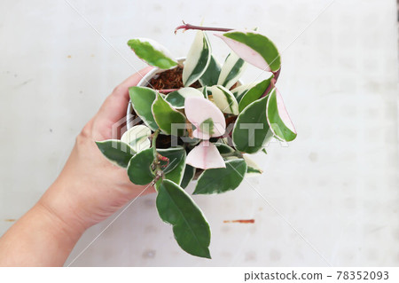 Hoya carnosa compacta,Hoya Compacta or hoya tricolor 78352093