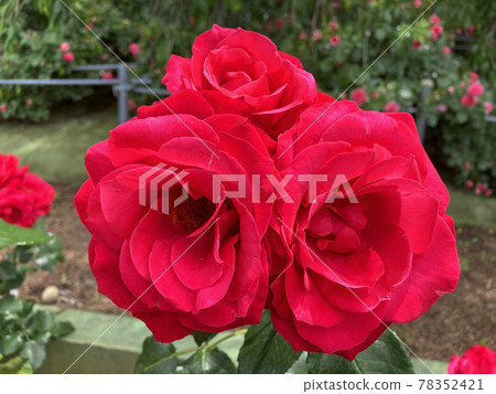 rose rose 78352421