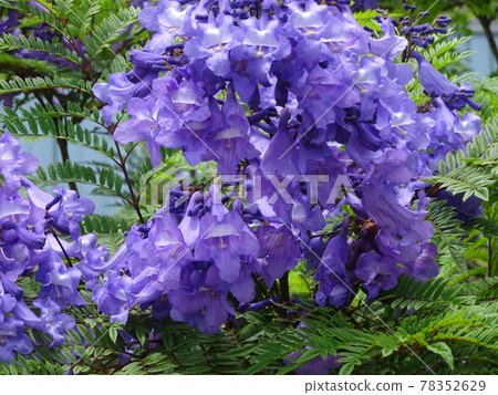 Jacaranda flowers Jacaranda flowers 78352629