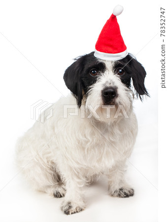 Russell Terrier dog wearing red santa hat happy new year 2018 symbol 78352747