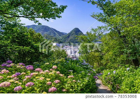 Hydrangea in Shimoda Park, Shimoda City, Shizuoka Prefecture Hydrangea in Shimoda Park, Shimoda City, Shizuoka Prefecture 78353008