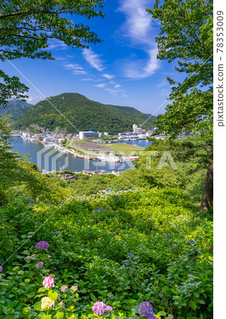 Hydrangea in Shimoda Park, Shimoda City, Shizuoka Prefecture Hydrangea in Shimoda Park, Shimoda City, Shizuoka Prefecture 78353009