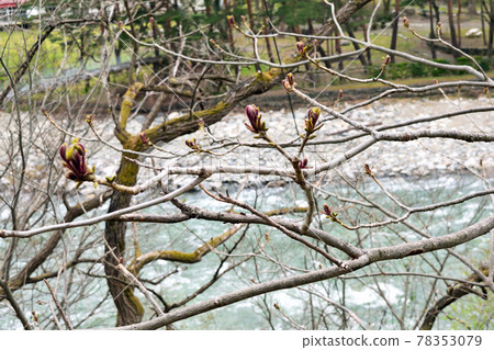 [Tone-gun, Gunma Prefecture] Spring Suwakyo Promenade Tone River 78353079