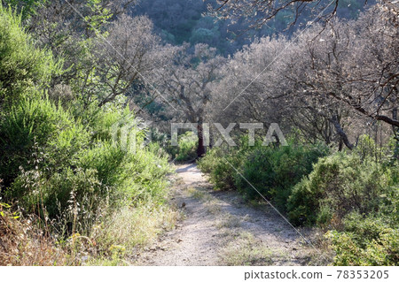 Walking path in the setting sun in the forest on the island of Sardinia in Italy 78353205