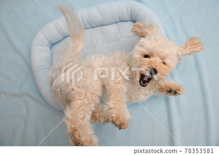 一個有趣的睡眠階段麥芽糖 一個有趣的睡眠階段麥芽糖 78353581